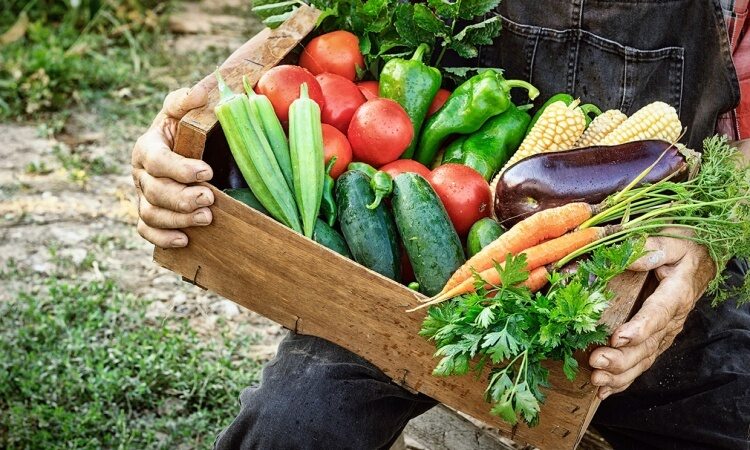 A person carries a basket of harvested vegetables